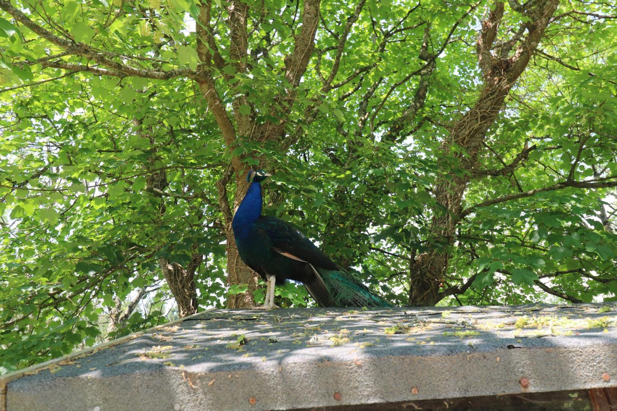 Beggars Roost Villa Truro Luaran gambar